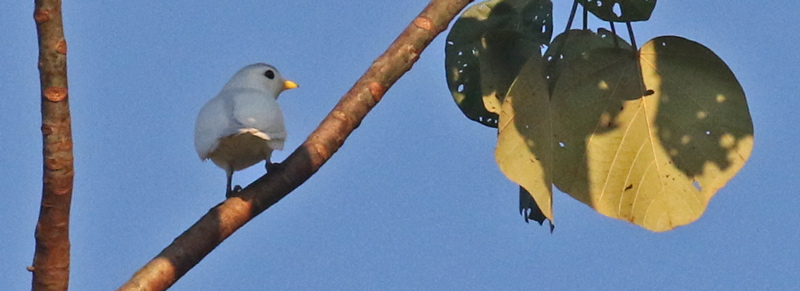 Yellow-billed Cotinga
