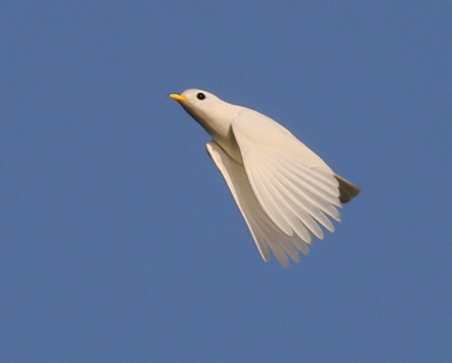 Yellow-billed Cotinga