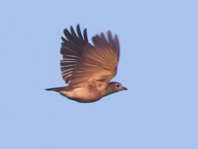 Yellow-billed Cotinga