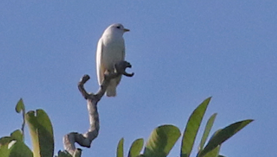 Yellow-billed Cotinga