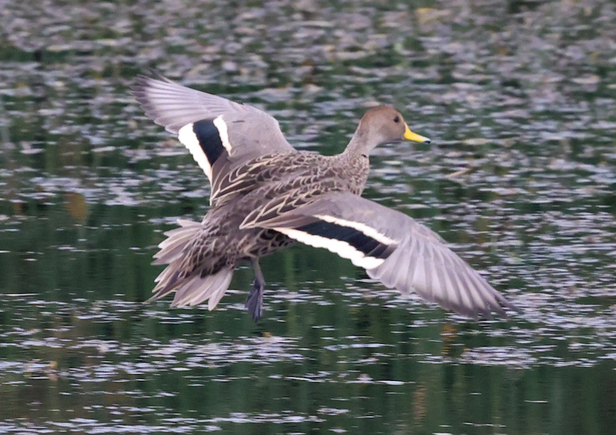 Yellow-billed Pintail