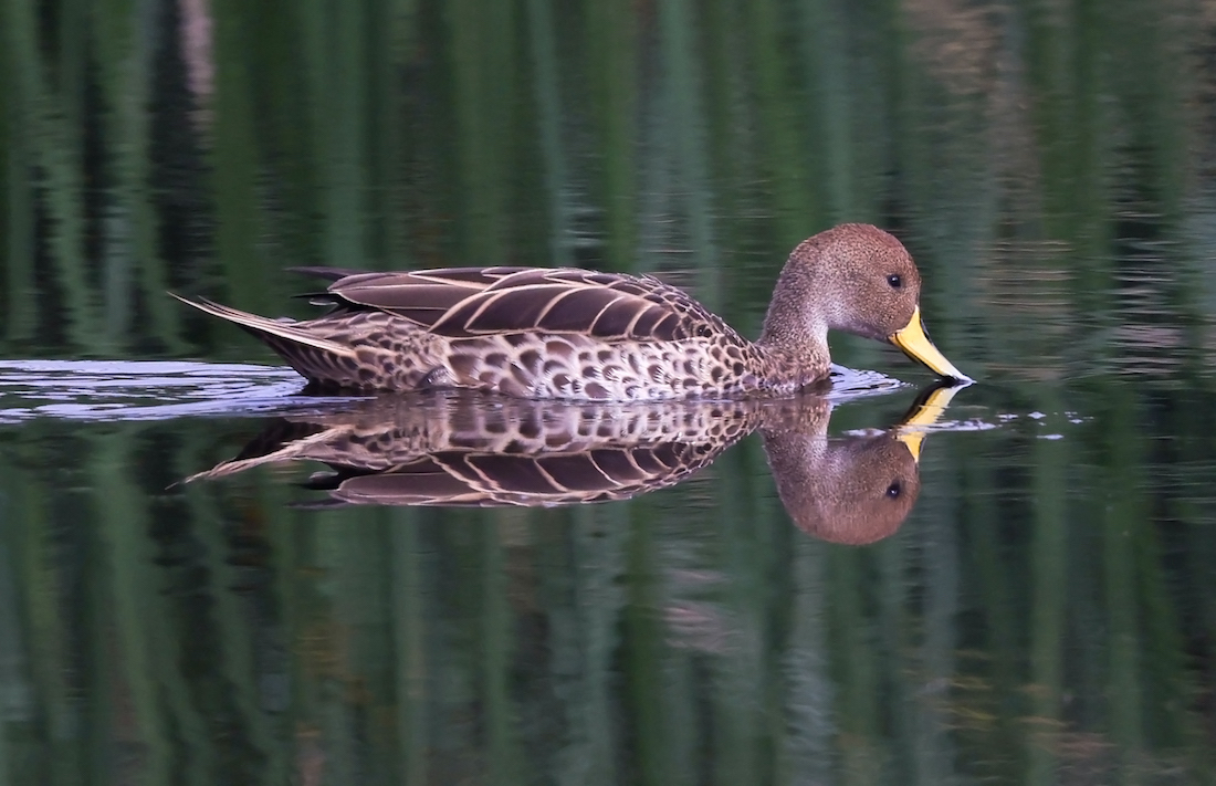 Yellow-billed Pintail