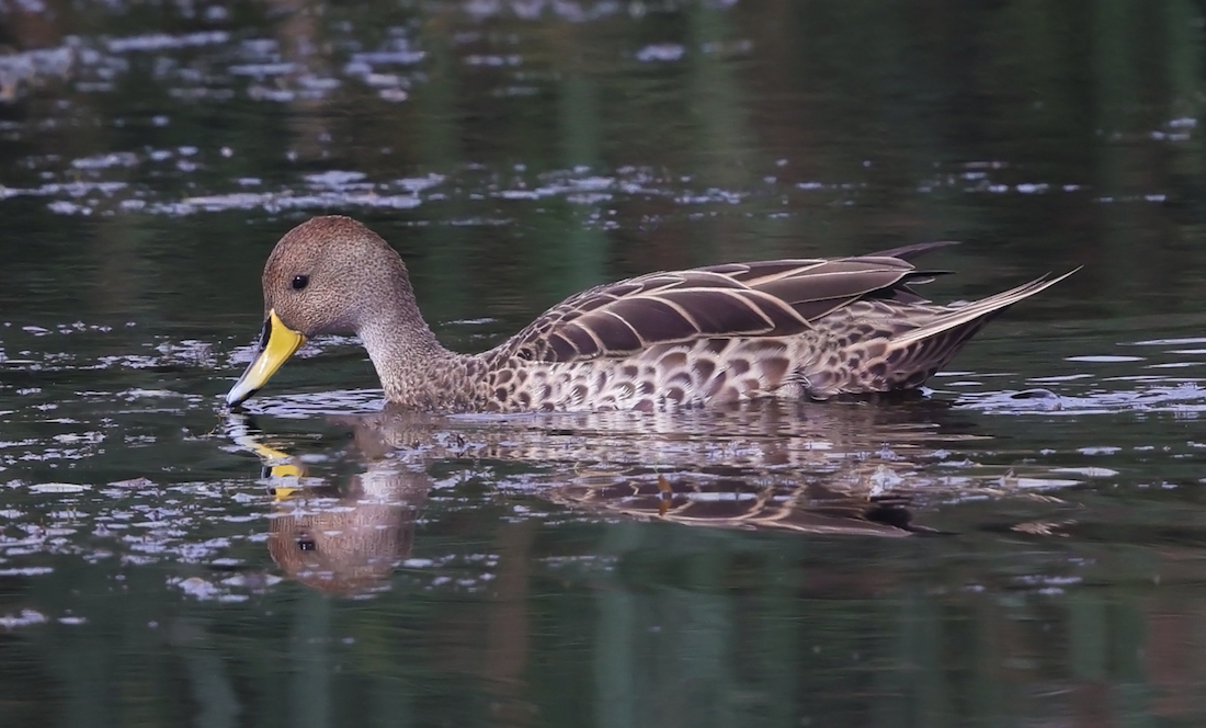 Yellow-billed Pintail