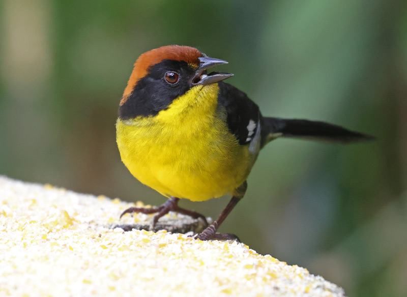 Yellow-breasted Brush-finch