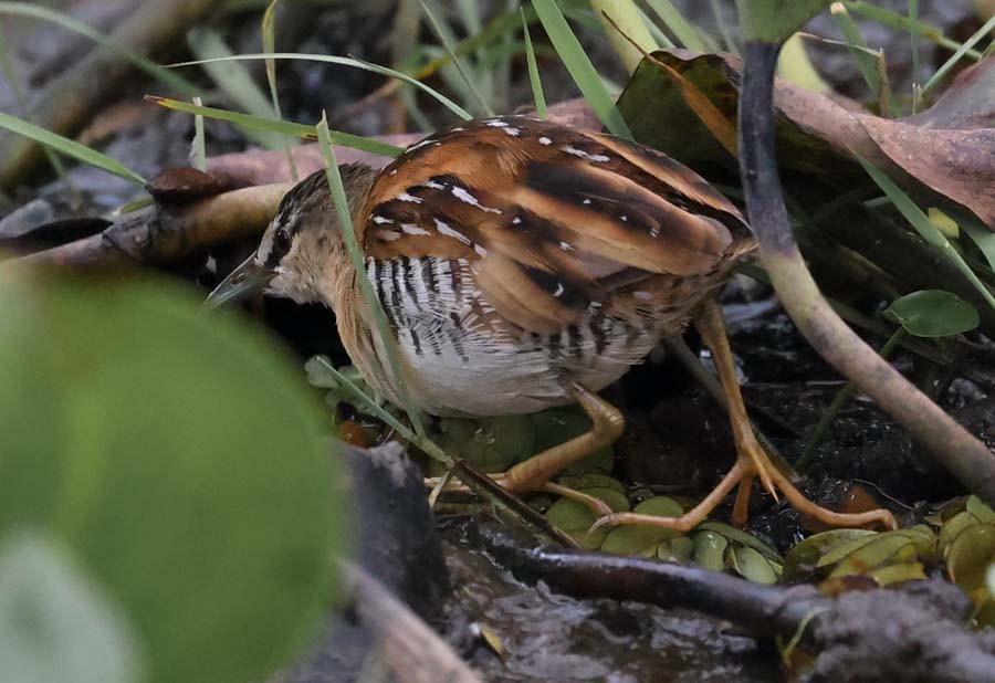 Yellow-breasted Crake