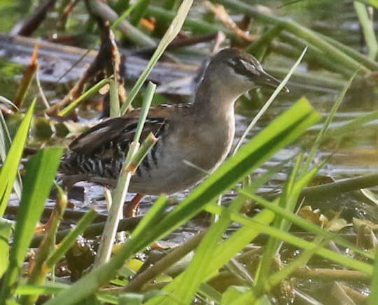 Yellow-breasted Crake