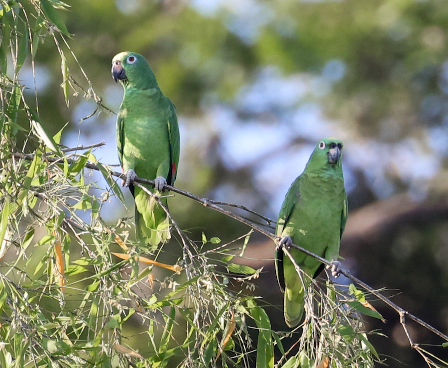 Yellow-crowned Amazon