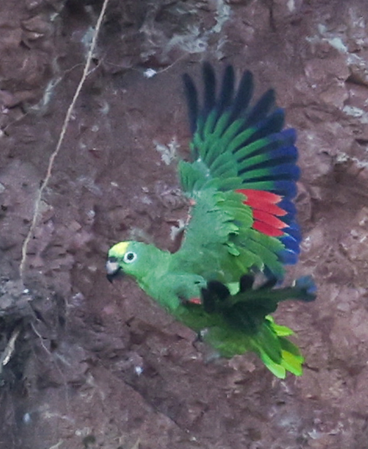 Yellow-crowned Amazon
