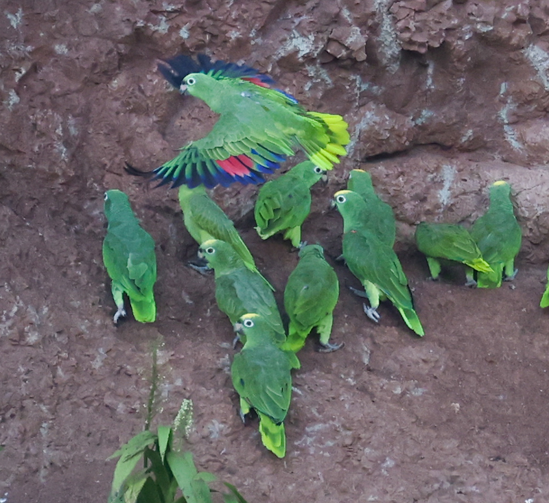 Yellow-crowned Amazon