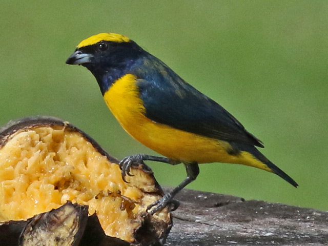 Yellow-crowned Euphonia
