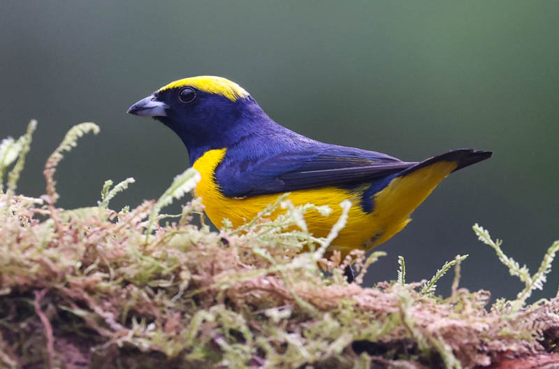Yellow-crowned Euphonia