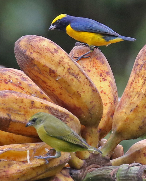 Yellow-crowned Euphonia