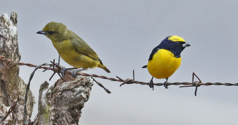Yellow-crowned Euphonia