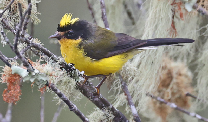 Yellow-crowned Redstart