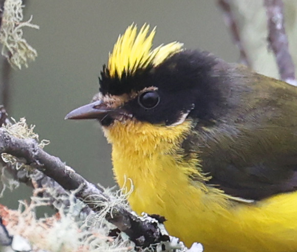 Yellow-crowned Redstart