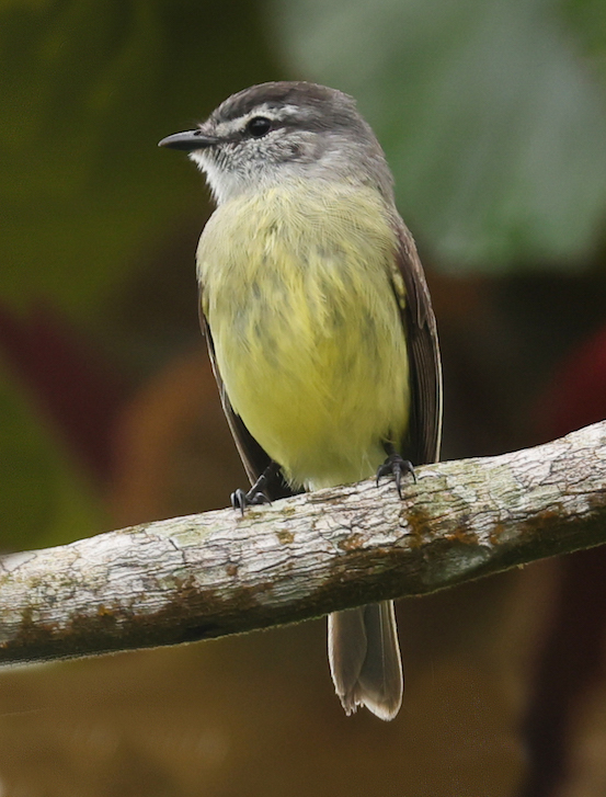 Yellow-crowned Tyrannulet