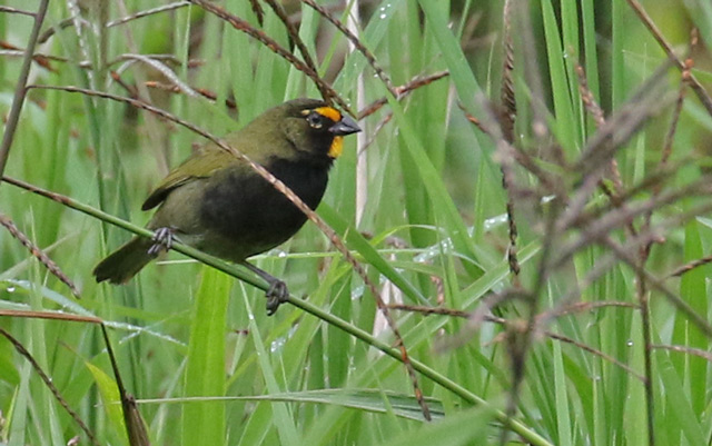 Yellow-faced Grassquit