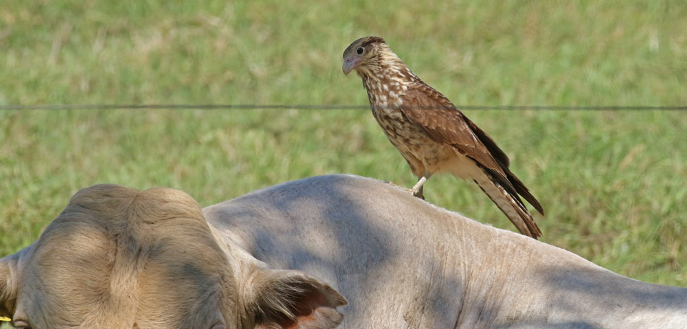 Yellow-headed Caracara (immature)