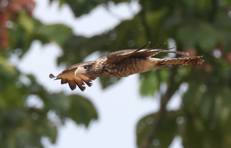 Greater Yellow-headed Vulture