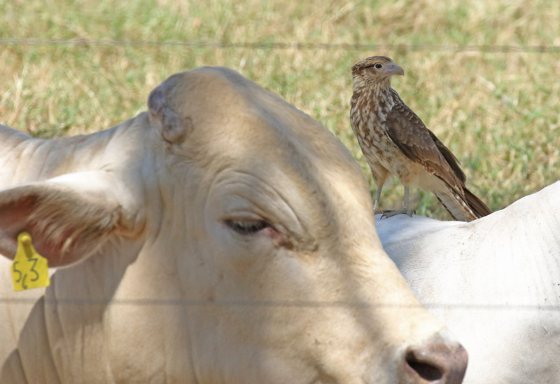 Yellow-headed Caracara (immature)
