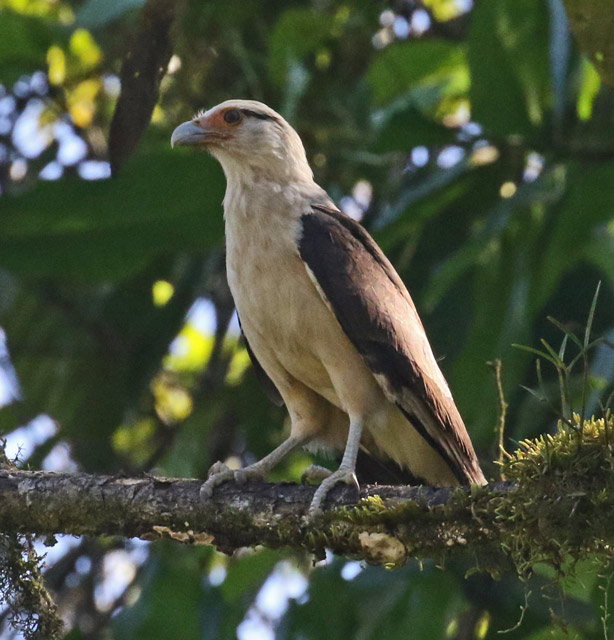 Yellow-headed Caracara (adult)