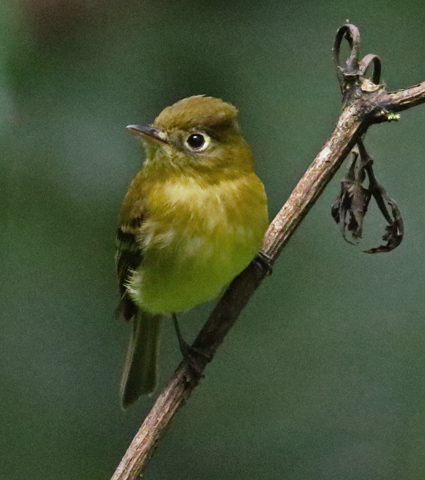 Yellowish Flycatcher