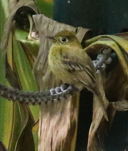 Yellowish Flycatcher