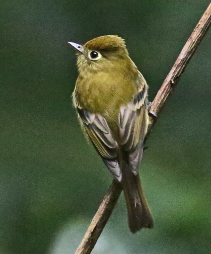 Yellowish Flycatcher