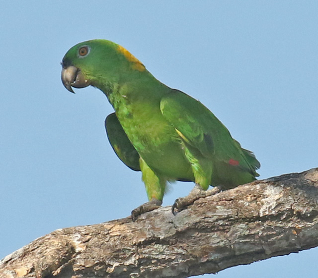 Yellow-naped Parrot