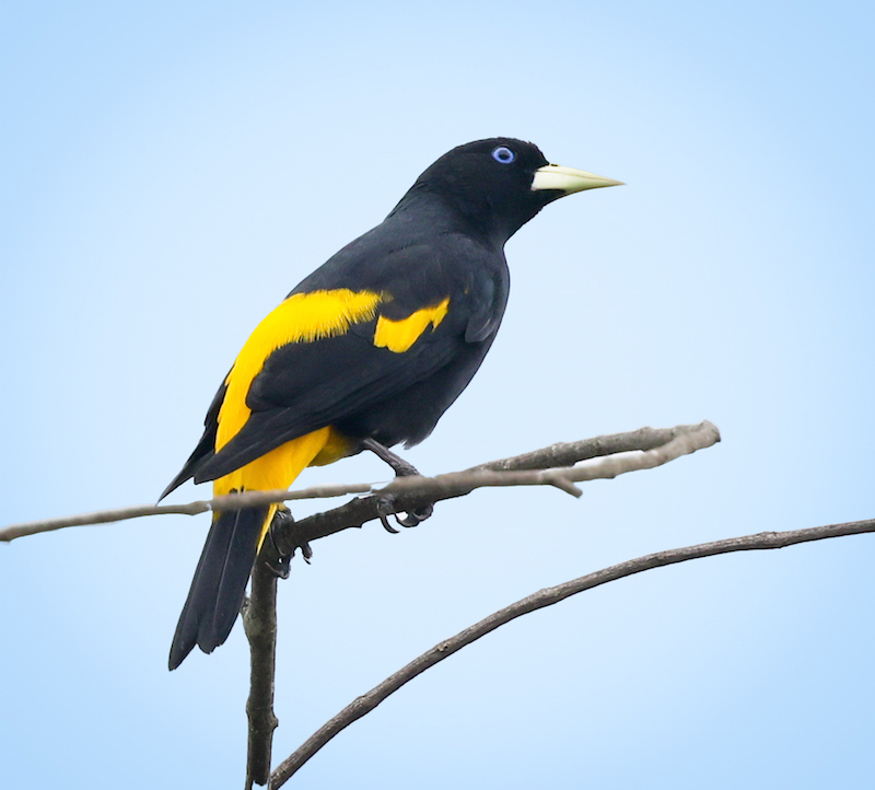 Yellow-rumped Cacique