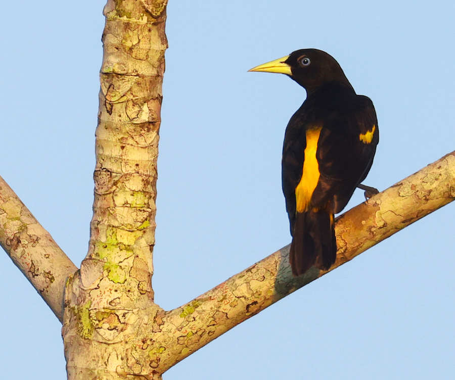 Yellow-rumped Cacique