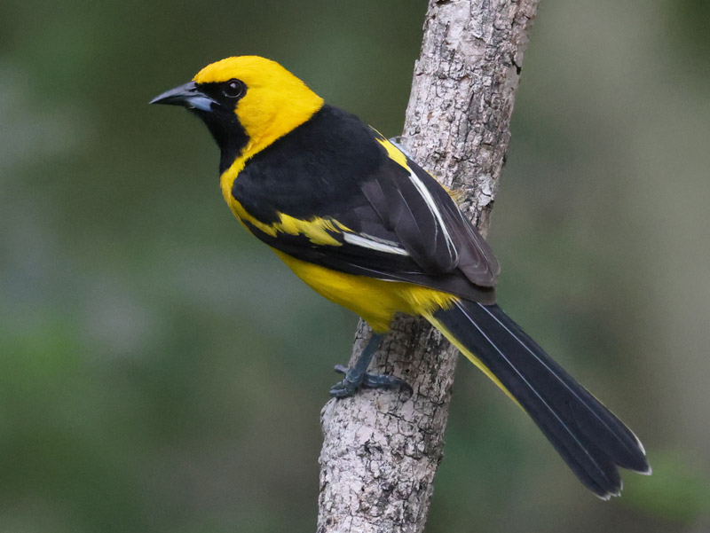 Yellow-tailed Oriole