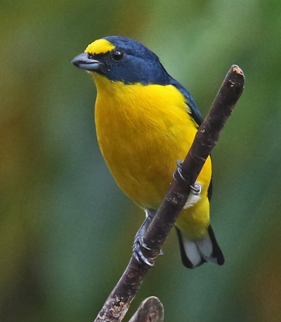 Yellow-throated Euphonia
