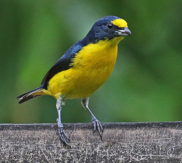 Yellow-throated Euphonia