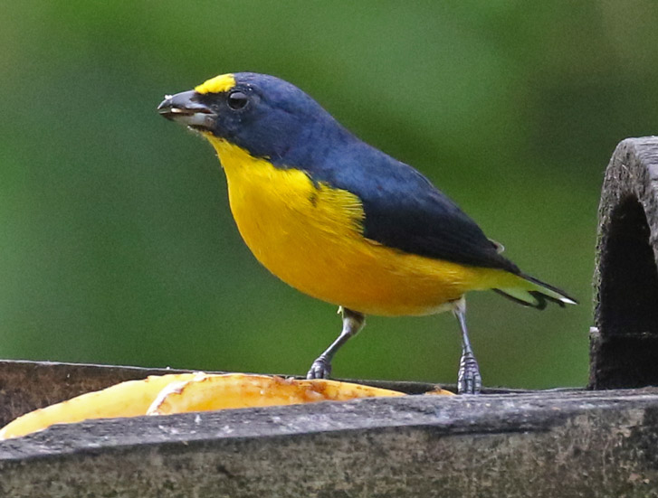 Yellow-throated Euphonia
