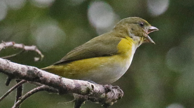 Yellow-throated Euphonia