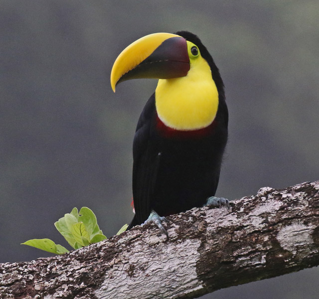 Yellow-throated Toucan