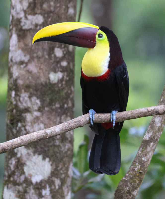 Yellow-throated Toucan