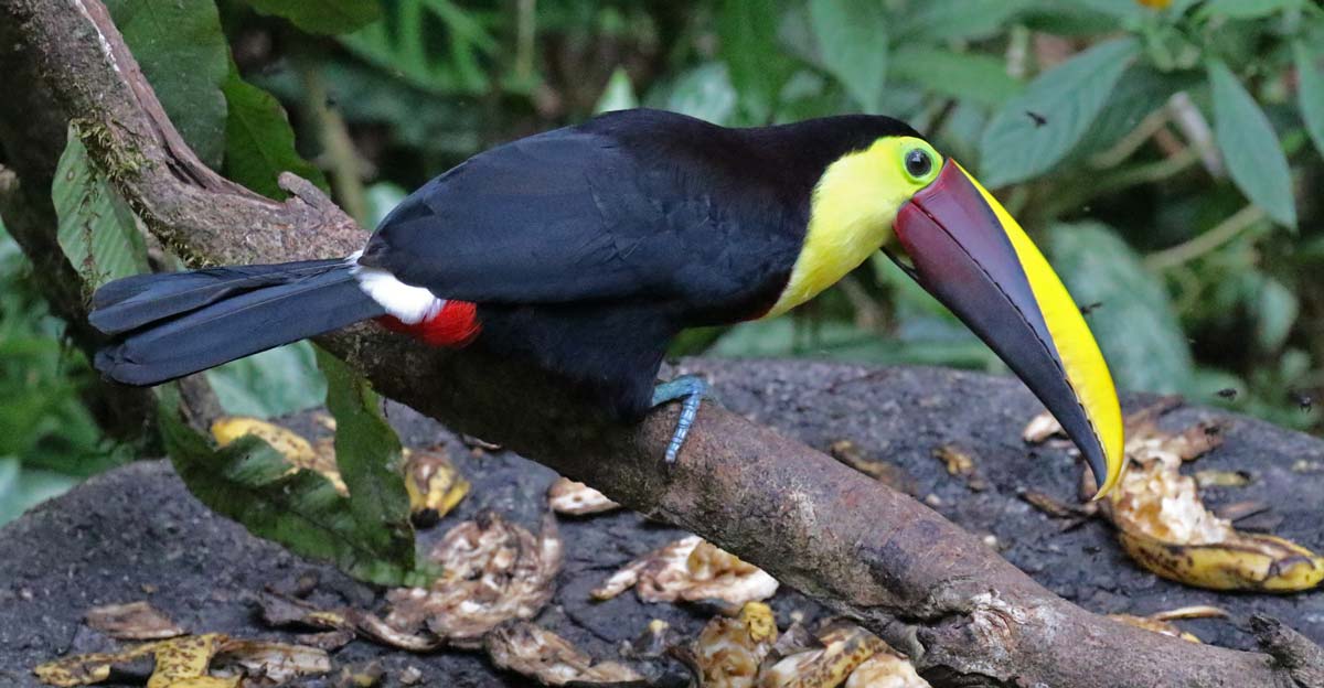 Yellow-throated Toucan
