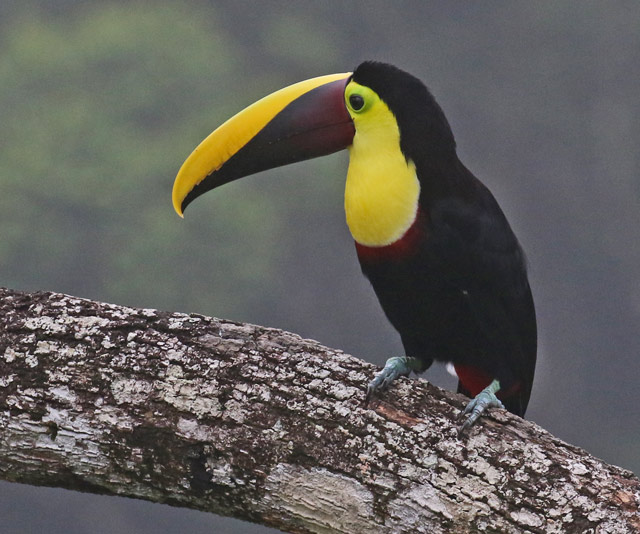 Yellow-throated Toucan