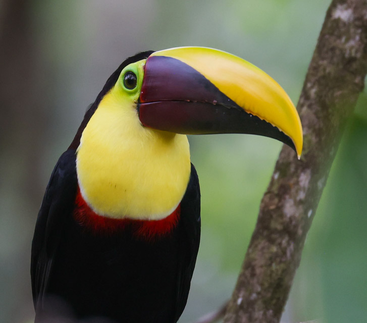 Yellow-throated Toucan