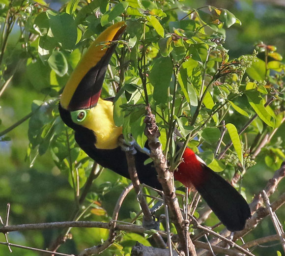 Yellow-throated Toucan