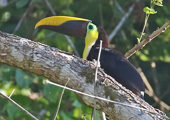 Yellow-throated Toucan