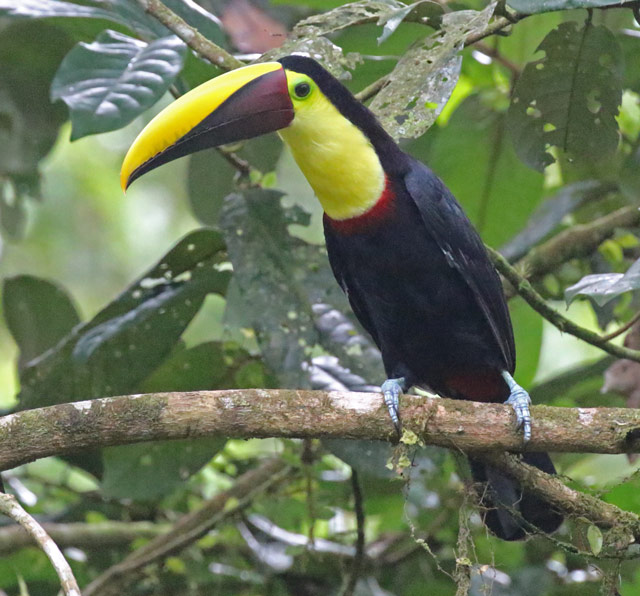 Yellow-throated Toucan