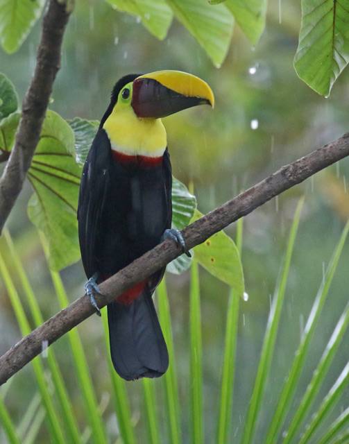 Yellow-throated Toucan