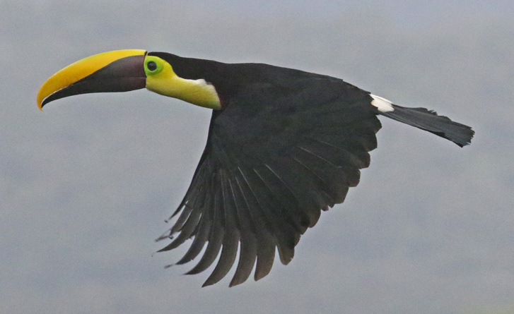 Yellow-throated Toucan