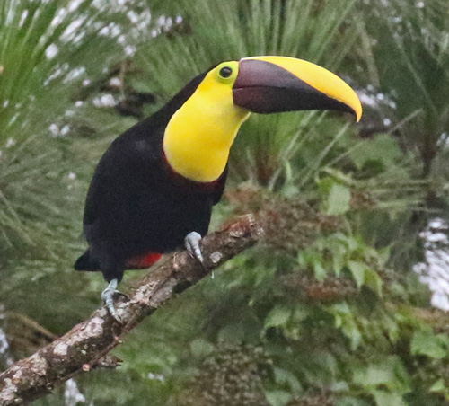 Yellow-throated Toucan