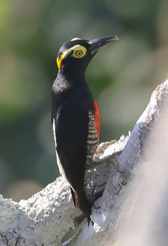 Yellow-tufted Woodpecker