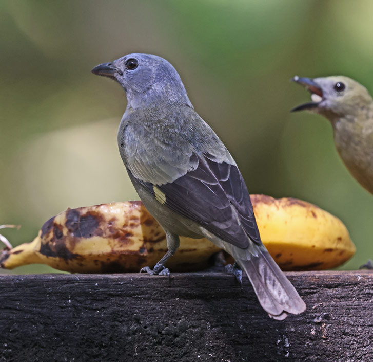Yellow-winged Tanager