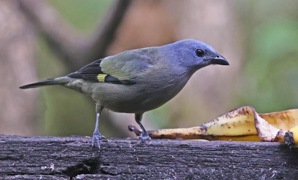 Yellow-winged Tanager